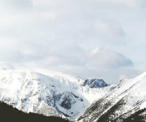 Der japanische Kulthund