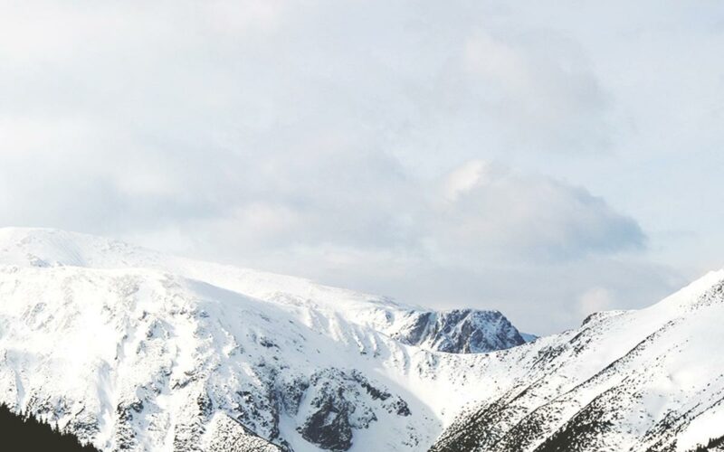 Der japanische Kulthund