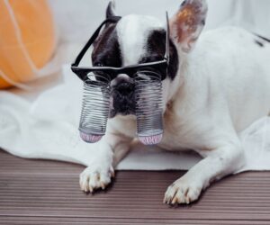 DOGFACE feat. Social Media