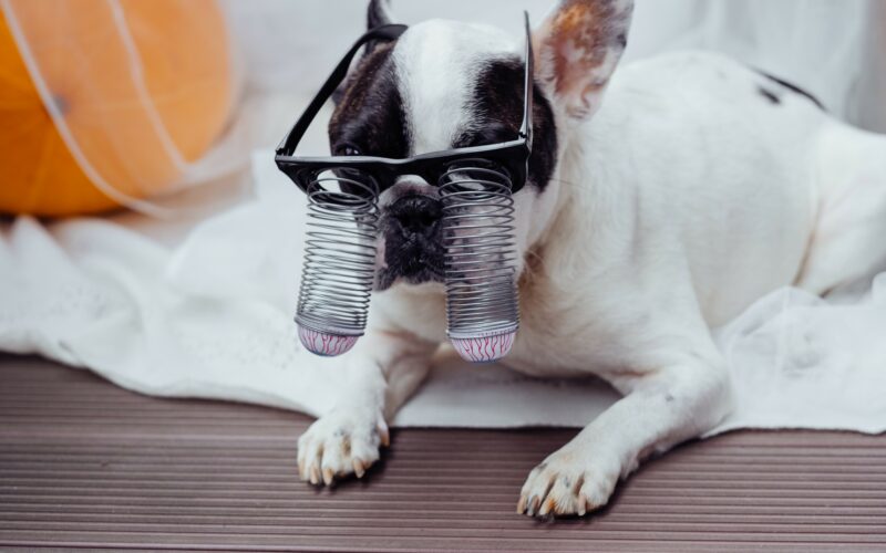 DOGFACE feat. Social Media