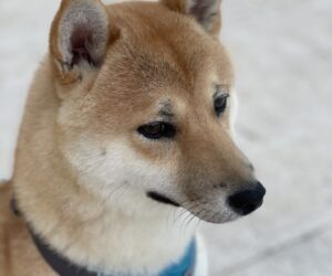 Tagebucheintrag eines Shiba Inu´s