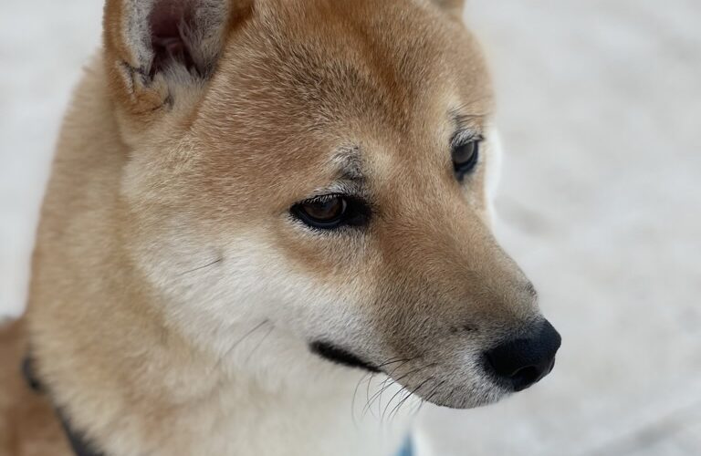 Tagebucheintrag eines Shiba Inu´s